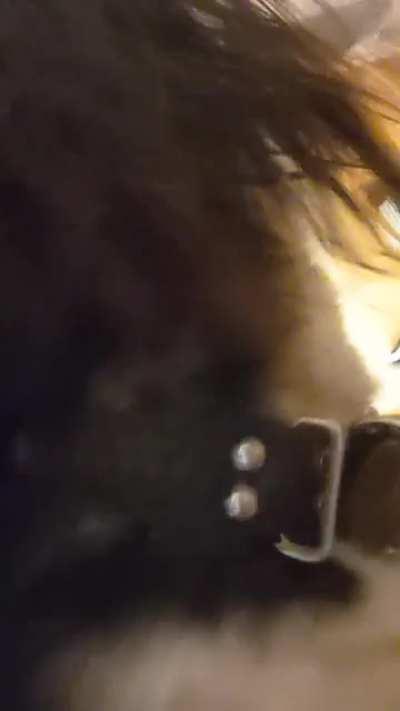 Freshly washed hair is like crack for my Husky X Malamute. Everyone, Anyone, Any Shampoo. If you washed your hair within 24hrs he will do all he can to rub himself on you.