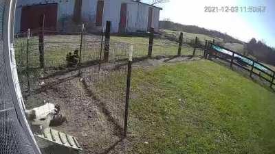 Brave rooster battles hawk and saves hen's life.