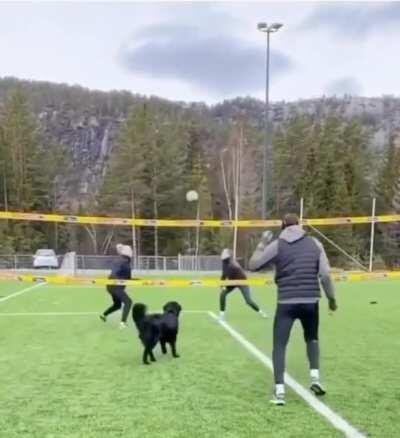 Day 183: they still haven't noticed I have four legs instead of four and I'm still able to play volley ball. Being hooman be easy.