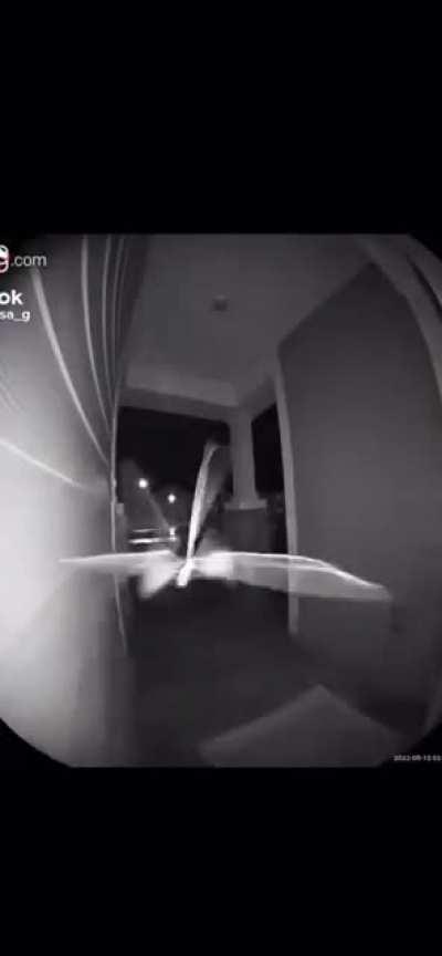 a flying thing hitting it's head on a doorbell camera