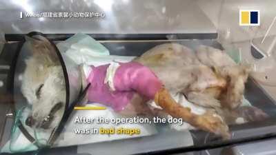 Horrific dog attack. NSFW. You have been warned.