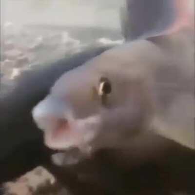 Pez chistoso wuajaja