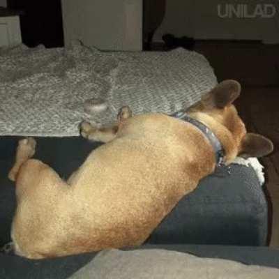 Oh no! My couch people need me!!