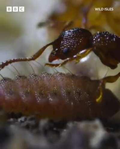 Caterpillar pretends to be a queen ant to infiltrate the nest and feast on larvae