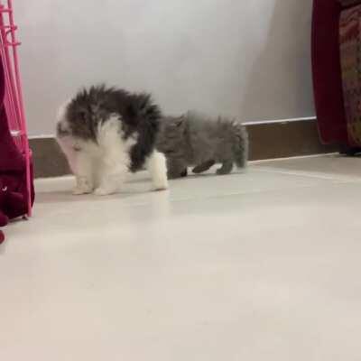 These thugs and their gangwars in the living room😤