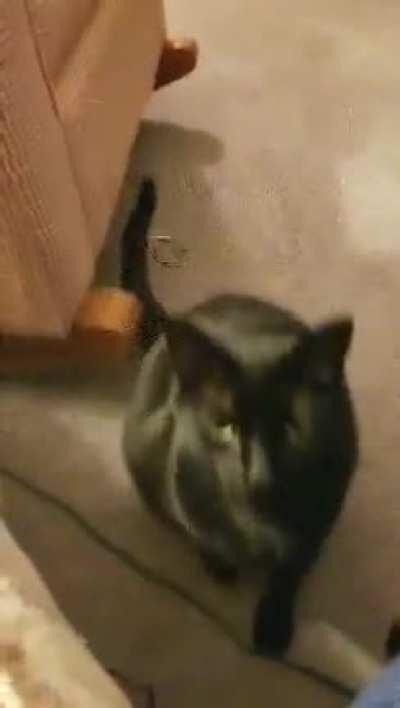 Rocket never fails to be cute - Taken by my mom