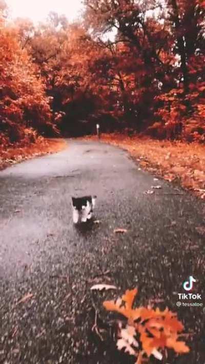 Illegally small criminal on the run! (Credit: tessaloe on TikTok)