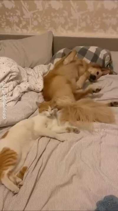 Golden Kick.........