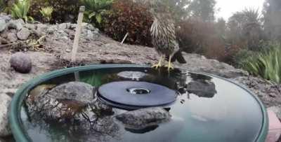 🔥 The Giving Fountain