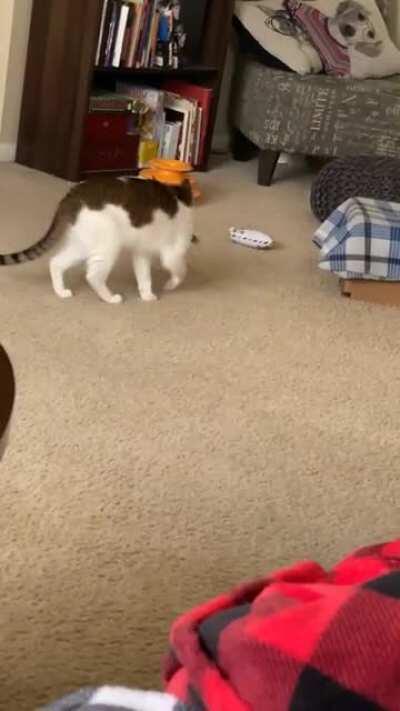 She always meows while her favorite toy is in her mouth so that she knows I’m paying attention 🥺