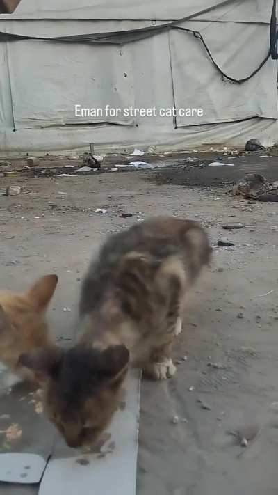 She kept feeding the cats all throughout the genocide
