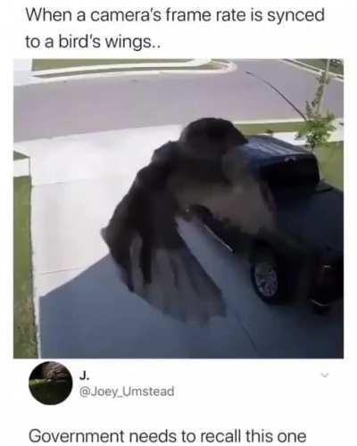 It's not just pigeons?