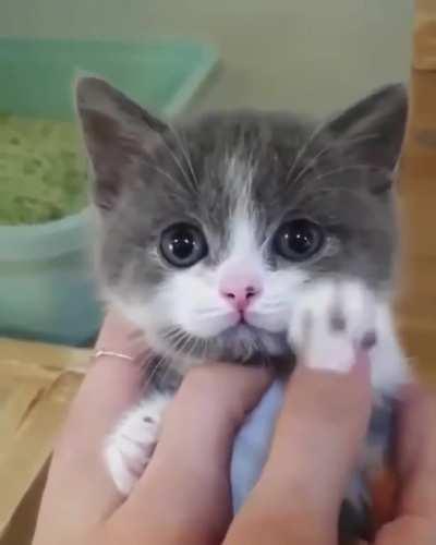 Kittens Cute Paws 😻