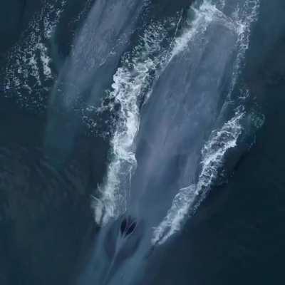 🔥 The Largest Animal on the Planet for World Wildlife Day 🐋