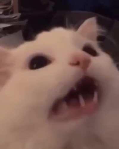 sir wafflez be speaking facts