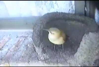 João de Barro fazendo sua casinha