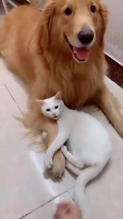 Let go of my big brother..