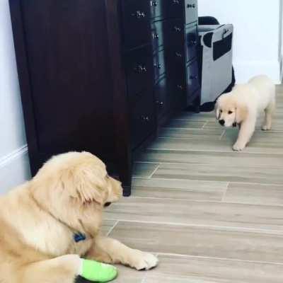 There must be a cat in the house he learned this from.