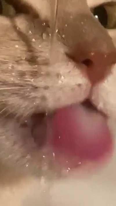 Biscuit drinking water