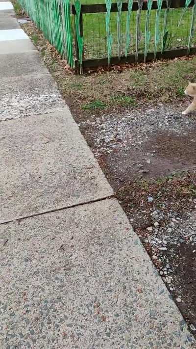 Jake, TallStar, AND Princess?