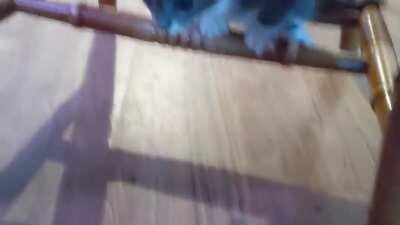 gib the sammich hooman