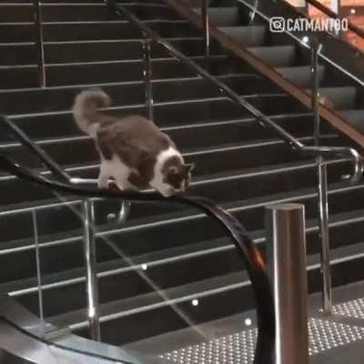 Kitty visits the local treadmill