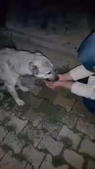 The way this dog say thanks is breathtaking