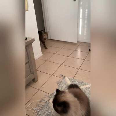 my cats meows getting louder as he becomes impatient waiting for breakfast
