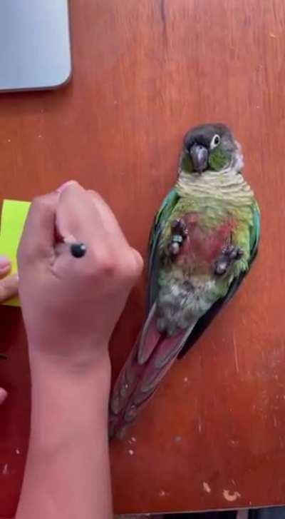 Wholesome Bird ☺️