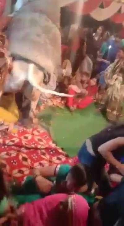 Let pray with a bull in the room