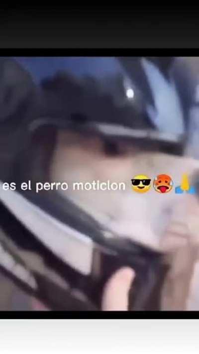 Perro moticlon🤪🤪