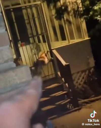 A little puppy named 