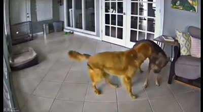 Dog suffers from psycho-motor seizures but his friend helps calm him down when they occur
