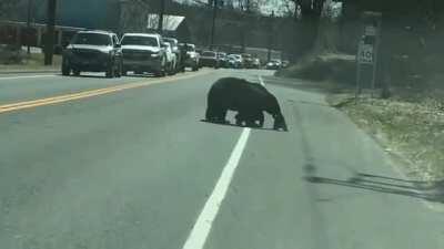 Sometimes parenting can be a lot to bear (Mother blackbear and her cubs)