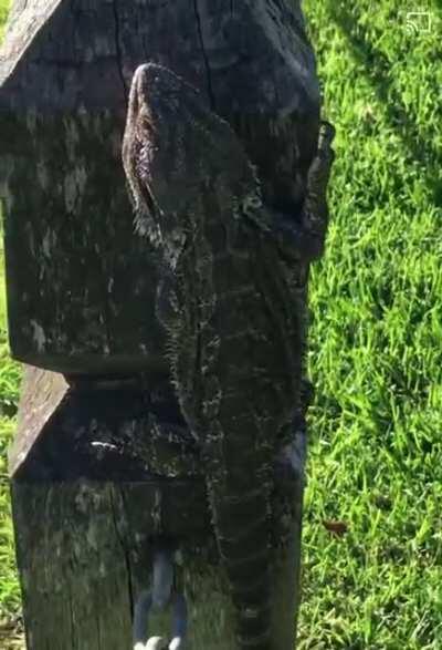 Trying to photograph wildlife, WCGW?