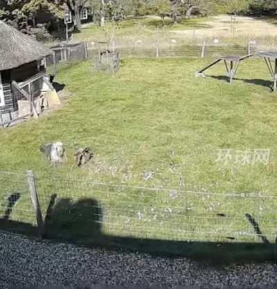 Nature goes both ways, from prey to predator