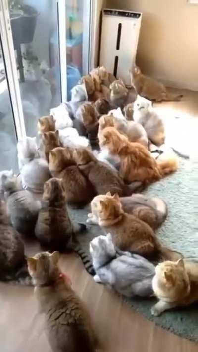 Cat hive mind