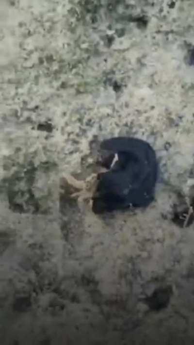 Веном, начало