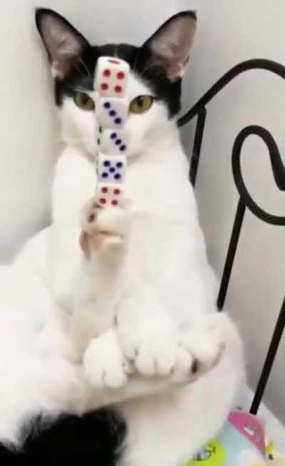 This cat not like the other cats