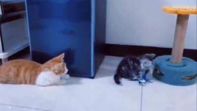 Just watching junior…