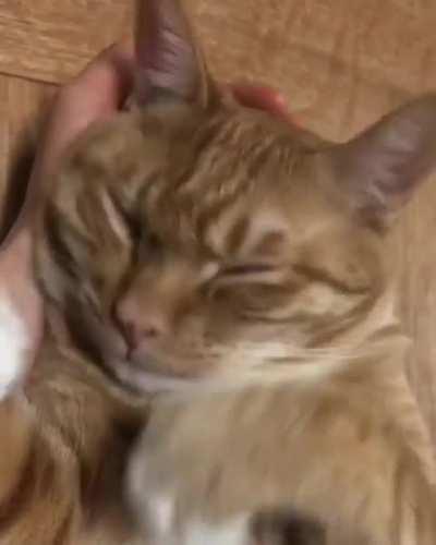 Cat covering their head in the most adorable way when they wake up