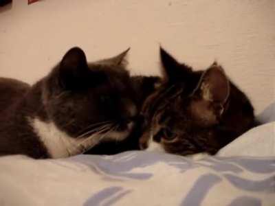 They're planning world domination.