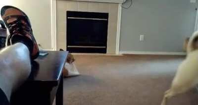 Lab outsmarts corgi to keep his precious white bone