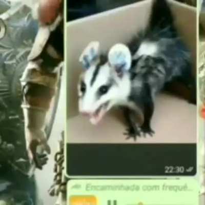 Cachorro fedor de furico