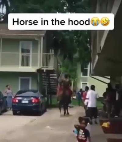 Horse in the hood 😭🤣