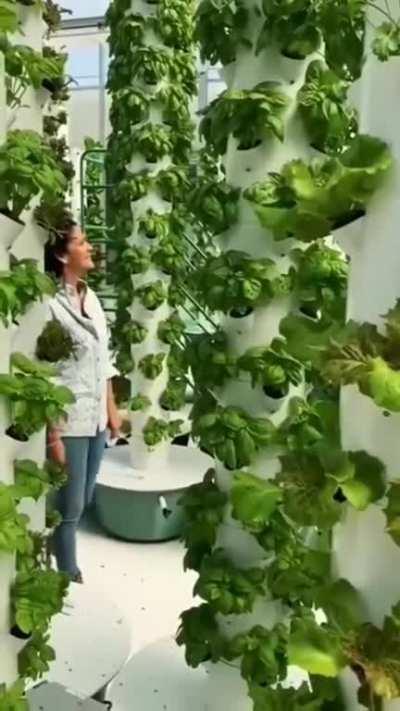 An entire garden, without a single grain of soil, sand or compost.