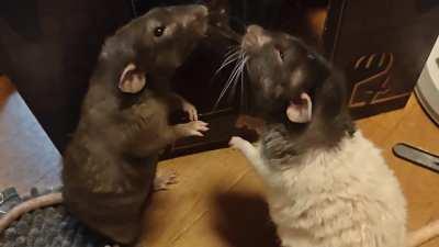 They'll be getting along fine then suddenly break into a slap fight *sigh* Please just decide who is alpha already! 