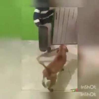 SALVE RAPASIADA ESTOU PENSANDO EM DOAR O MEU CACHORRO PARA O MUCA O NOME DELE E JAGUARA ELE E MANCINHO E AMA UMA LOIRINHA AQUI ESTA UM VIDEO DELE O QUE VCS ACHAM? ACHO QUE ELE VAI INCENTIVAR O MUCA A FASER LIVE TODO DIA