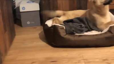 Rescued dog first night in a home