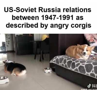 Mutually assured destruction doggos